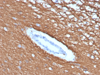 Anti-Myelin basic protein antibody [rMBP/4288] used in IHC (Paraffin sections) (IHC-P). GTX02673