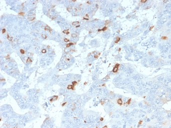 Anti-MUC2 antibody [MLP/2970R] used in IHC (Paraffin sections) (IHC-P). GTX02680