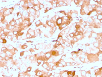 Anti-Prolactin Receptor antibody [rPRLR/742] used in IHC (Paraffin sections) (IHC-P). GTX02693