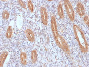 Anti-COX2 antibody [COX2/3232R] used in IHC (Paraffin sections) (IHC-P). GTX02695