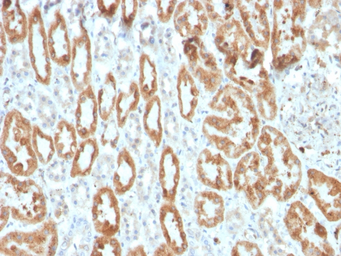 Anti-COX2 antibody [COX2/3320R] used in IHC (Paraffin sections) (IHC-P). GTX02696