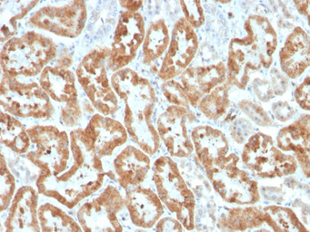 Anti-COX2 antibody [COX2/3320R] used in IHC (Paraffin sections) (IHC-P). GTX02696