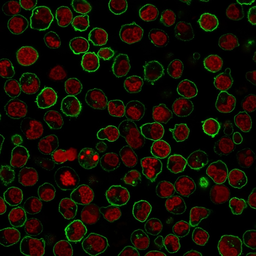 Anti-CD45RB antibody [PTPRC/1783R] used in Immunocytochemistry/ Immunofluorescence (ICC/IF). GTX02698