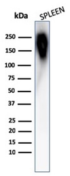 Anti-CD45RB antibody [PTPRC/1783R] used in Western Blot (WB). GTX02698