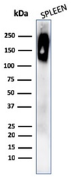 Anti-CD45RB antibody [rPTPRC/1132] used in Western Blot (WB). GTX02699
