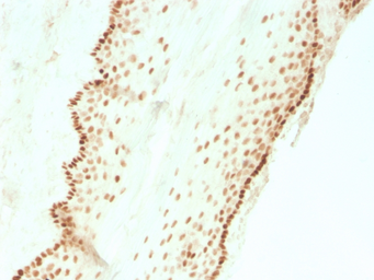 Anti-SOX2 antibody [SOX2/3811R] used in IHC (Paraffin sections) (IHC-P). GTX02710