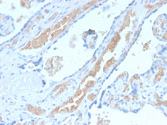 Anti-alpha 1 Spectrin antibody [SPTA1/2939R] used in IHC (Paraffin sections) (IHC-P). GTX02715