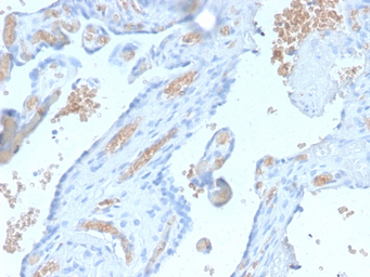 Anti-alpha 1 Spectrin antibody [SPTA1/2939R] used in IHC (Paraffin sections) (IHC-P). GTX02715