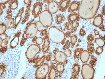 Anti-TPO antibody [TPO/3813R] used in IHC (Paraffin sections) (IHC-P). GTX02732