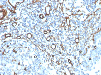 Anti-Collagen IV antibody [COL4/4241R] used in IHC (Paraffin sections) (IHC-P). GTX02748