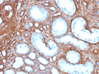 Anti-Collagen IV antibody [rCOL4/4742] used in IHC (Paraffin sections) (IHC-P). GTX02749