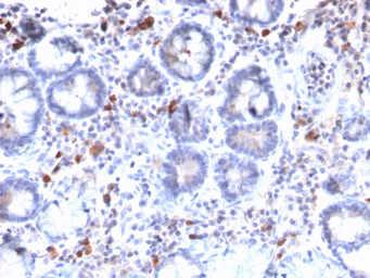 Anti-MUC3 antibody [MUC3/2992R] used in IHC (Paraffin sections) (IHC-P). GTX02755