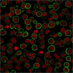 Anti-CD45RB antibody [PTPRC/2877R] used in Immunocytochemistry/ Immunofluorescence (ICC/IF). GTX02760