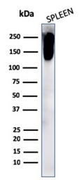 Anti-CD45RB antibody [PTPRC/2877R] used in Western Blot (WB). GTX02760