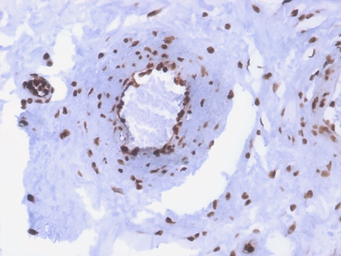 Anti-DNA antibody [rDSD/4565] used in IHC (Paraffin sections) (IHC-P). GTX02765