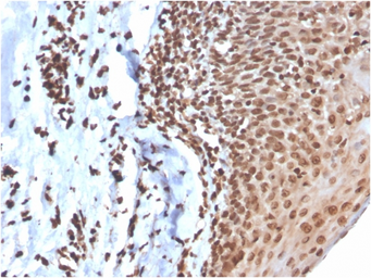 Anti-DNA antibody [DSD/4054R] used in IHC (Paraffin sections) (IHC-P). GTX02766