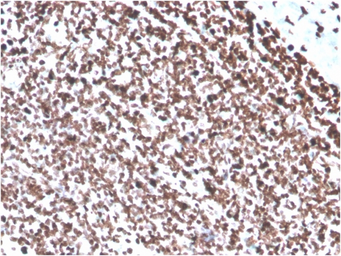 Anti-DNA antibody [DSD/4054R] used in IHC (Paraffin sections) (IHC-P). GTX02766