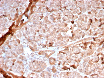 Anti-Mitochondria antibody [MTC02/2860R] used in IHC (Paraffin sections) (IHC-P). GTX02767