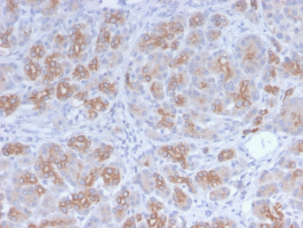 Anti-Golgi Zone antibody [GLG1/2829R] used in IHC (Paraffin sections) (IHC-P). GTX02769