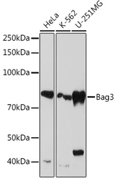 Anti-BAG3 antibody [GT1222] used in Western Blot (WB). GTX02778