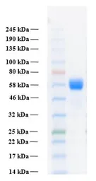 Human FGFR3 alpha IIIb (extracellular region) protein, His tag. GTX02785-pro