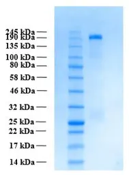 Human THSD7A (extracellular region) protein, His tag. GTX02792-pro