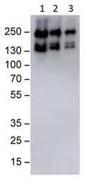 Anti-C3 antibody [M68] used in Western Blot (WB). GTX02807
