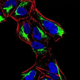 Anti-ATF3 antibody [7F1B10] used in Immunocytochemistry/ Immunofluorescence (ICC/IF). GTX02812