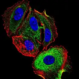 Anti-ATF3 antibody [7F1B10] used in Immunocytochemistry/ Immunofluorescence (ICC/IF). GTX02812