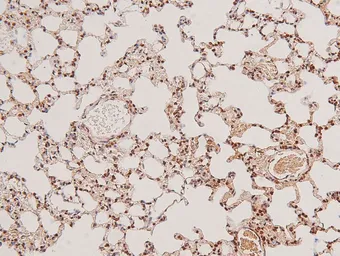 Anti-NAK / TBK1 (phospho Ser172) antibody used in IHC (Paraffin sections) (IHC-P). GTX02815