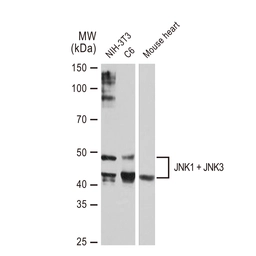 Anti-JNK1 + JNK3 antibody [GT1227] used in Western Blot (WB). GTX02824