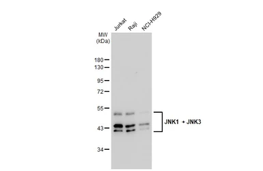 Anti-JNK1 + JNK3 antibody [GT1227] used in Western Blot (WB). GTX02824