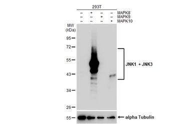Anti-JNK1 + JNK3 antibody [GT1227] used in Western Blot (WB). GTX02824