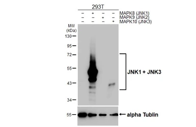 Anti-JNK1 + JNK3 antibody [GT1227] used in Western Blot (WB). GTX02824