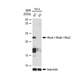 Anti-RhoA + RhoB + RhoC antibody [GT1228] used in Western Blot (WB). GTX02825