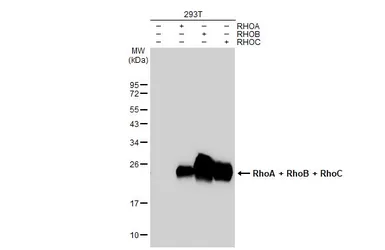 Anti-RhoA + RhoB + RhoC antibody [GT1228] used in Western Blot (WB). GTX02825