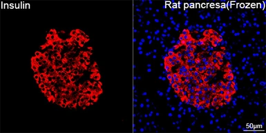 Anti-Insulin antibody [GT1229] used in IHC (Frozen sections) (IHC-Fr). GTX02826
