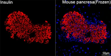 Anti-Insulin antibody [GT1229] used in IHC (Frozen sections) (IHC-Fr). GTX02826