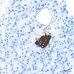 Anti-Insulin antibody [GT1229] used in IHC (Paraffin sections) (IHC-P). GTX02826