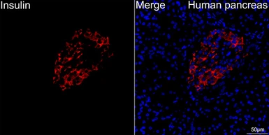 Anti-Insulin antibody [GT1229] used in IHC (Paraffin sections) (IHC-P). GTX02826