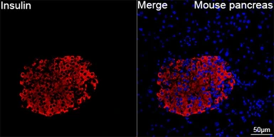 Anti-Insulin antibody [GT1229] used in IHC (Paraffin sections) (IHC-P). GTX02826