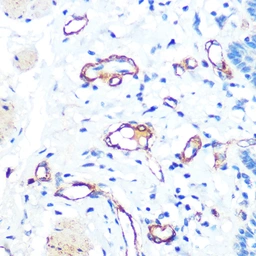 Anti-VWF antibody [GT1230] used in IHC (Paraffin sections) (IHC-P). GTX02827