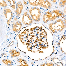 Anti-Leptin Receptor antibody [GT1233] used in IHC (Paraffin sections) (IHC-P). GTX02830