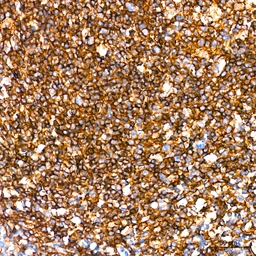 Anti-Leptin Receptor antibody [GT1233] used in IHC (Paraffin sections) (IHC-P). GTX02830