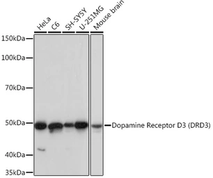 Anti-Dopamine Receptor D3 antibody [GT1239] used in Western Blot (WB). GTX02836