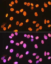 Anti-hnRNP U antibody [GT1242] used in Immunocytochemistry/ Immunofluorescence (ICC/IF). GTX02839