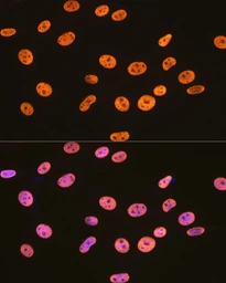 Anti-hnRNP U antibody [GT1242] used in Immunocytochemistry/ Immunofluorescence (ICC/IF). GTX02839