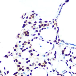 Anti-hnRNP U antibody [GT1242] used in IHC (Paraffin sections) (IHC-P). GTX02839