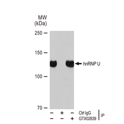 Anti-hnRNP U antibody [GT1242] used in Immunoprecipitation (IP). GTX02839