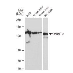 Anti-hnRNP U antibody [GT1242] used in Western Blot (WB). GTX02839